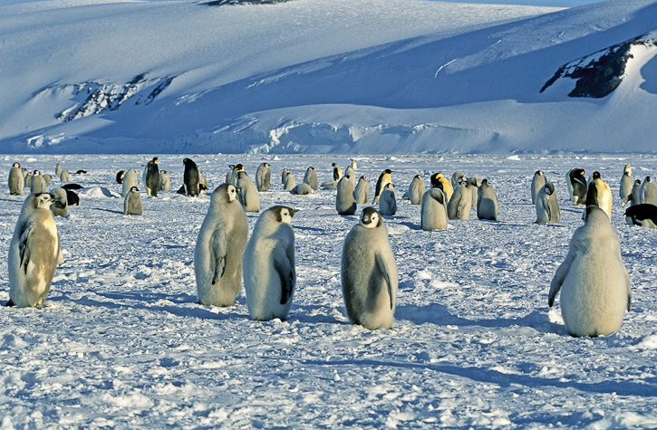 Emperor Penguin Aptenodytes Forsteri 